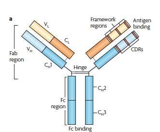 Antikeha ehitus Kerge ahel (kappa või lambda) Raske ahel IgG,