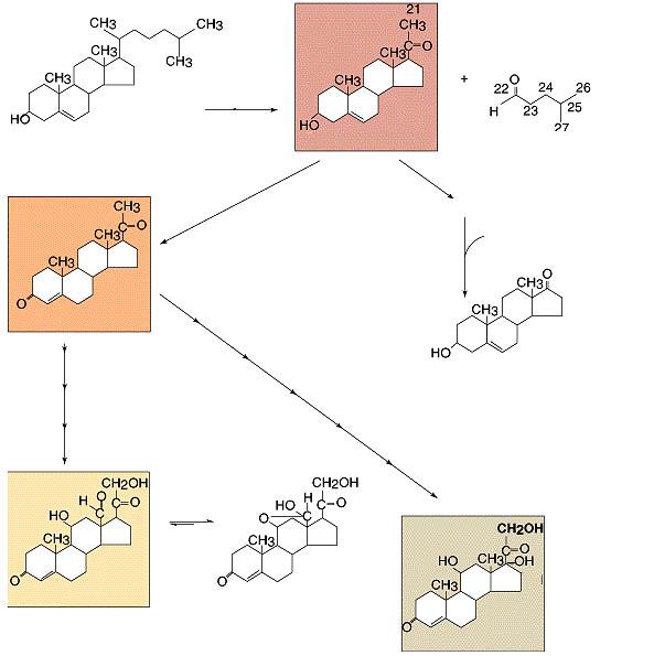 Steroidinių hormonų sintezė Mitochondrijose Cit.P450 Cholesterolis (C-27) Šoninės gr.