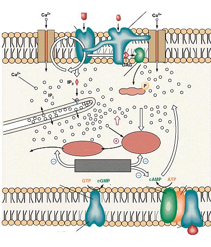 Hipovelemija/maža [Na+] Stresas Angiotenzinas II Acetolcholinas Muskarininiai receptoriai Kamuolinės srities ląstelės išorė Proteinkinazė C recept.