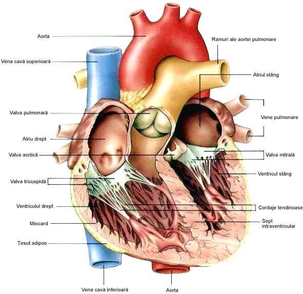 Inima, considerată ca un organ nobil de aproape toate culturile, nu este sediul sentimentelor asa cum probabil am dori. Rolul său nu este însă mai puțin important.