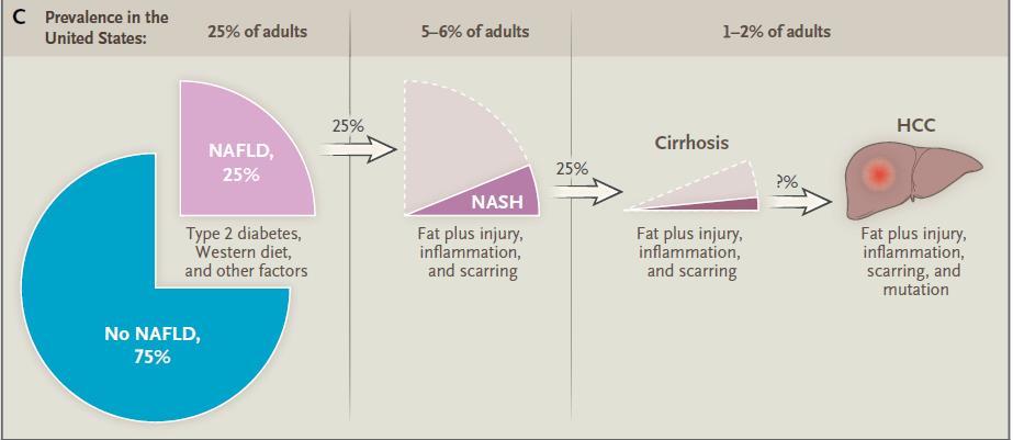 Επιπολασμός NAFLD & NASH στις Η.Π.Α. A.