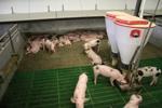 - Alimentarea cu apa se face din doua puturi forate, apa din put se pompeaza in regim automat intr-un bazin de stocare de 18 mc situate in hale 1buc. la nivelul unei hale.