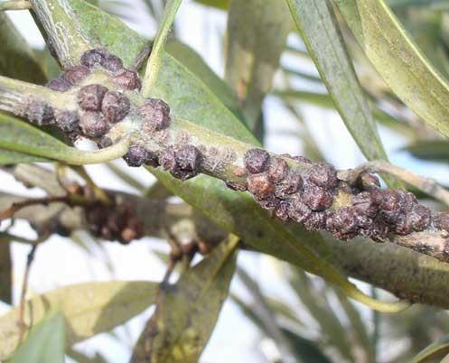 Parlatoria oleae ΚΑΛΟΚΟΡΗ (Calocoris trivialis) Ο Προϊστάμενος Τμήματος Δρ.