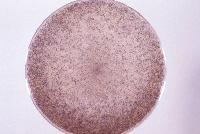 U poslednje vreme se sve više pažnje poklanja simultanoj enzimskoj hidrolizi (pomoću Aspergillus spp.