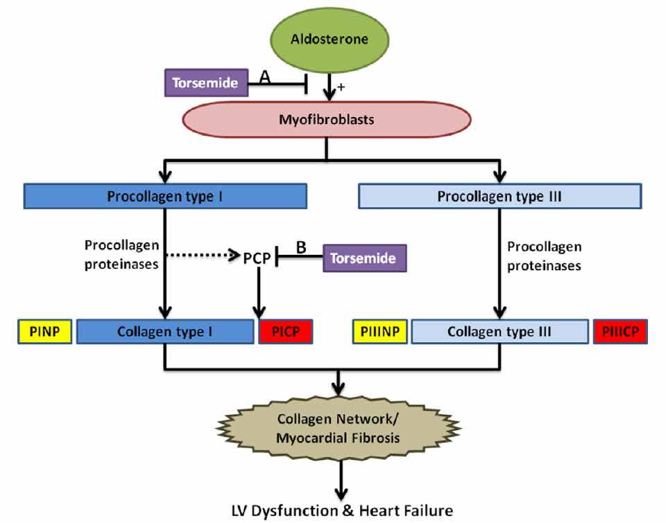 Potential effects of torsemide on