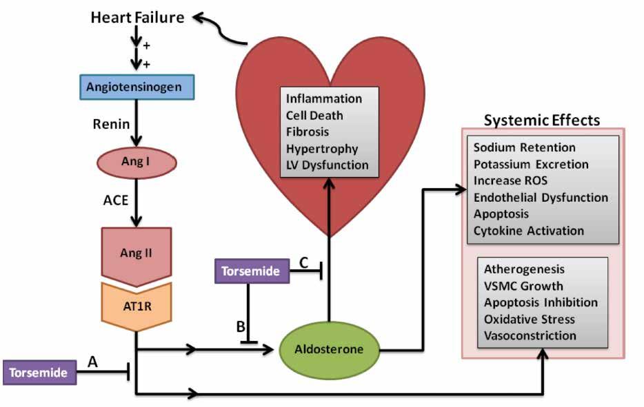 Potential Effects of Tor(a)semide on RAAS