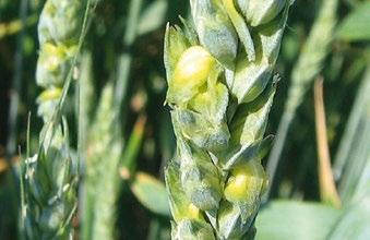 Klasić u klasu pšenice zaražen gljivom Fusarium spp.