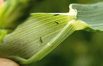 Ta zrna imaju manju hektolitarsku težinu i manji kvalitet jer gljiva ispušta mikotoksine koji smanjuju tehnološki kvalitet zrna, tako da često ta pšenica nije za ljudsku upotrebu.
