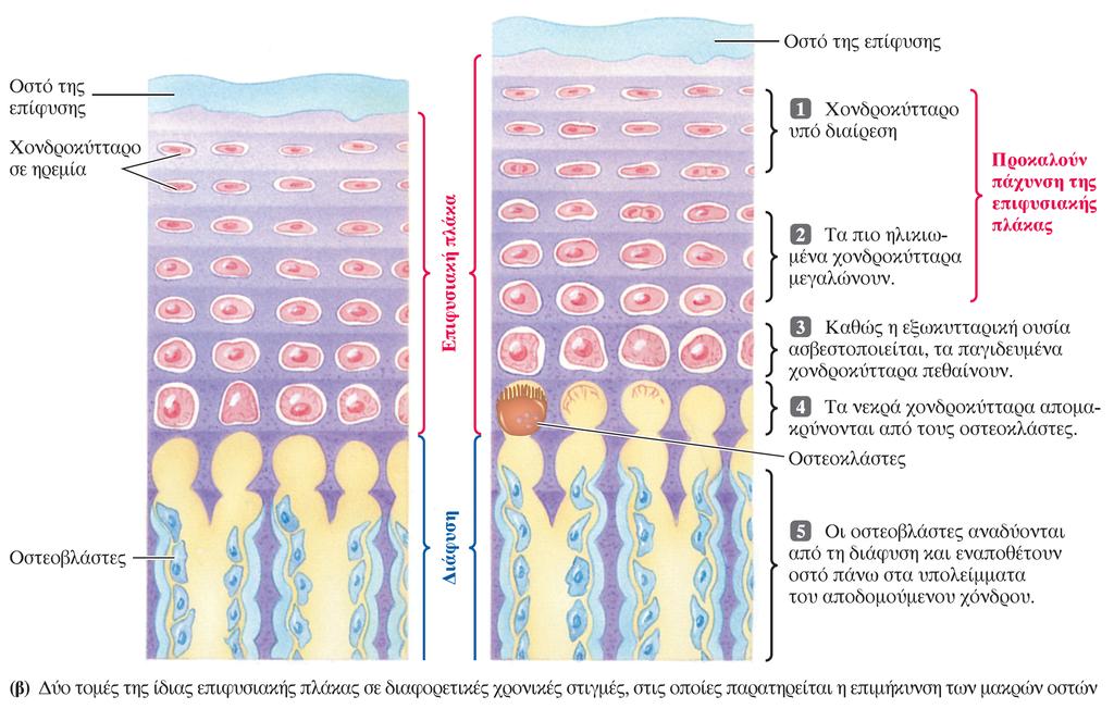 Επιµήκυνση των οστών Ωρίµανση και κυτταρική διαίρεση των χονδροκυττάρων στους επιφυσιακούς δίσκους