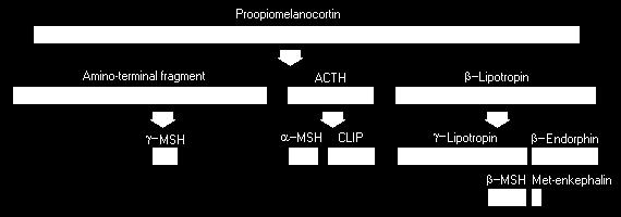 Η ΑCTH παράγεται ως τµήµα ενός µεγάλου πρόδροµου µορίου Προπιοµελανοκορτίνη (POMC) & Παράγωγά της Πρόσθιος λοβός Διάµεσος λοβός,