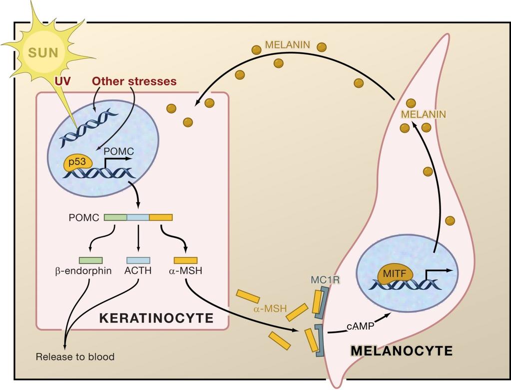 Ελεγχος της απόχρωσης του δέρµατος και ανωµαλίες της UV Κερατινοκύτταρα: POMC α-msh Μελανοκύτταρα: υποδοχείς α-msh σύνθεση & διάχυση µελανίνης µελάχρωση δέρµατος u Στους υποδοχείς MSH συνδέεται η