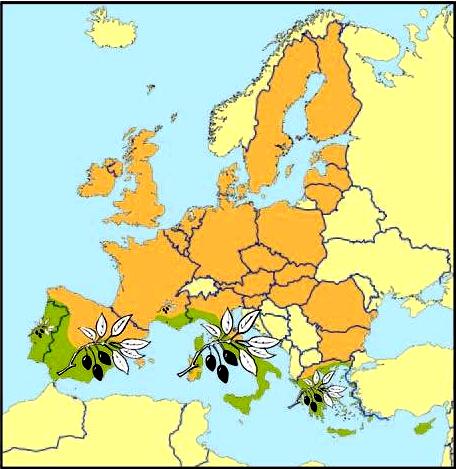 Ε. Σε ποια περιοχή της Ευρώπης (βόρεια, δυτική κτλ.) ευδοκιμεί η ελιά; Ζώνη καλλιέργειας ελιάς στην Ε.Ε. Ελλάδα: τμήμα ελαιώνα β.
