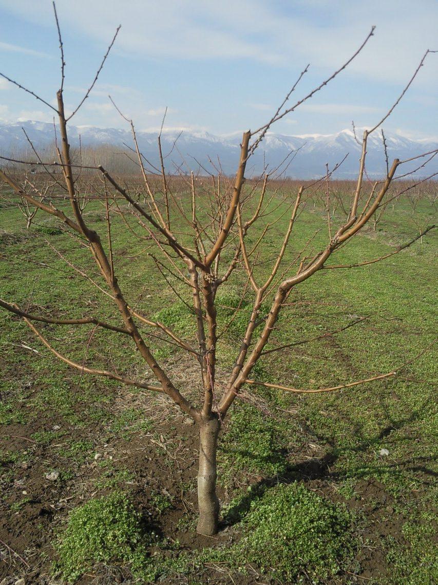 Όσοι από τους επιλεγμένους βλαστούς έχουν μήκος μεγαλύτερο από 50 cm βραχύνονται αφαιρώντας μέρος του βλαστού.