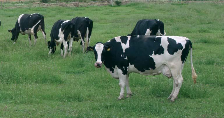 No caso dos xatos, O chan da corte: Non será escorregadizo. Non presentará asperezas que poidan ferir aos animais. Será axeitado ao tamaño e peso dos animais.