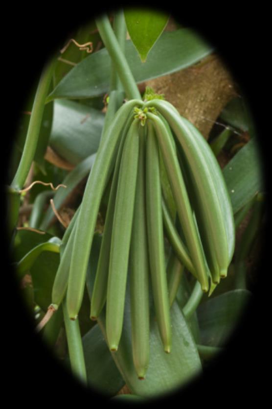 Ordo: Asparagales Familia: Orchidaceae Vanilla planifolia (vanila) Biljka: tropska,