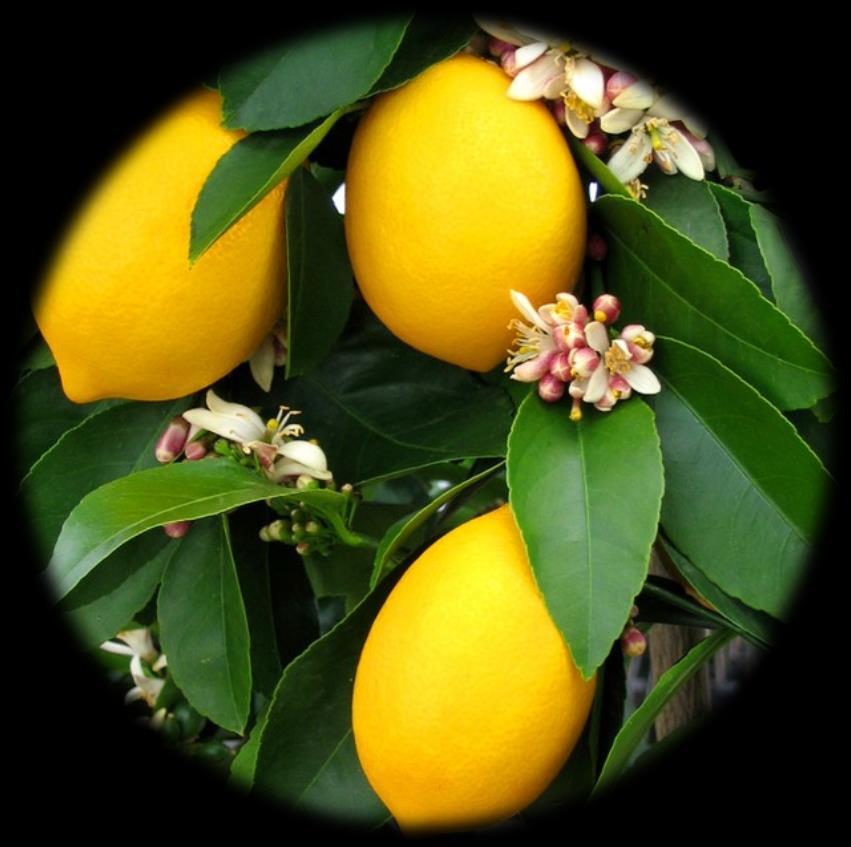 Ordo: Sapindales Familia: Rutaceae Citrus limon (limun) Biljka: žbun ili nisko, uvek zeleno drvo. Plod je sočna bobica sa nekoliko semena.
