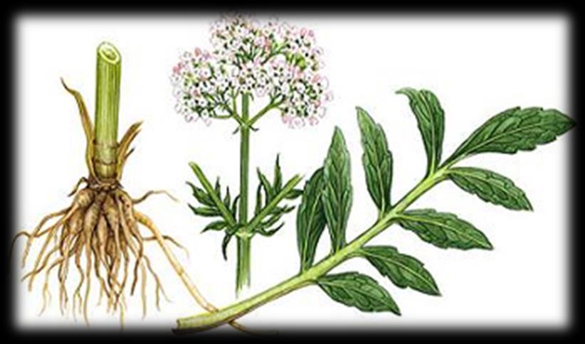 Ordo: Dipsacales Familia: Valerianaceae Valeriana officinalis (odoljen, macina trava) Biljka: višegodišnja zeljasta.