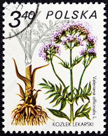 Koristi se: osušeni rizom sa korenom (Valerianae radix et rhizoma) i etarsko ulje (V.