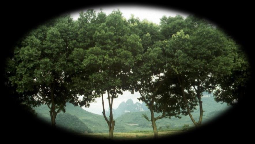 Ordo: Laurales Familia: Lauraceae Cinnamomum ceylanicum (cimet) Biljka: večnozeleno nisko drvo.