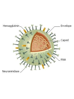 VIRUSNE INFEKCIJE VIRUSI RESPIRATORNOG TRAKTA SREDIŠNJEG ŢIVĈANOG SUSTAVA INFEKCIJE HERPESVIRUSIMA GASTROINTESTINALNE INFEKCIJE VIRUSNI HEPATITISI HIV Prim.dr.sc.