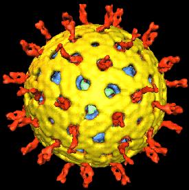 KAPSOMERE = proteinske strukturne jedinice od kojih je sastavljena kapsida VANJSKA OVOJNICA lipoproteinski omotaĉ koji okruţuje virusnu ĉesticu sadrţi virusne antigene