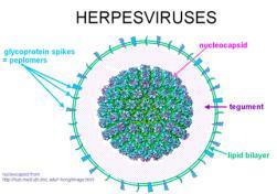 Svi herpesvirusi imaju identičnu morfologiju i ne mogu se razlikovati elektronskim mikroskopom Genom: pravocrtna dvolanĉana DNK ~ 3% teţine viriona (124-235 kbp) VIRION promjera 120-200 nm Jezgra:
