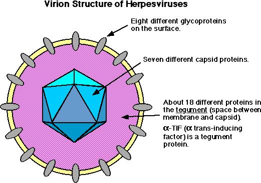 (HSV-2) HHV-3 Varicella zoster virus (VZV) α 1 α 2 Genitalni herpes, neonatalne infekcije, meningitis, gingivostomatitis, herpes labialis Vodene kozice, zoster Ubikvitarni u populaciji osim HSV-2,