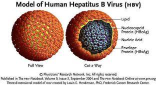 narkomani Hepatitis B virus (HBV) Hepatitis B virus Hepatdnaviridae