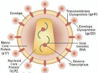 Hepatitis non A non E HEPATITIS G VIRUS HGV (GBV-C) (1995) Flaviviridae Jednolanĉana (+) RNK parenteralni put prijenosa perzistirajuća viremija; virusna RNK moţe se naći godinu dana nakon infekcije