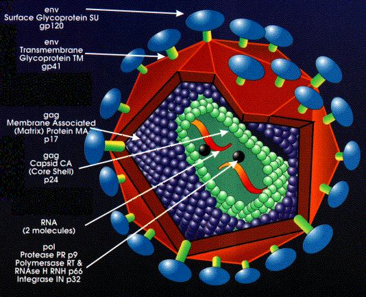 VIRUS HUMANE IMUNODEFICIJENCIJE (HIV) 1981. opis prvih bolesnika s AIDS-om (Acquired Immunodeficiency Syndrome) 1983. izoliran virus HIV-1 1985. serološki anti-hiv testovi 1986.