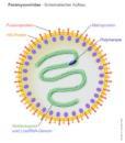 parainfluence 1,3; ţivotinjski virusi Morbillivirus v. ospica; ţivotinjski virusi Rubulavirus v.