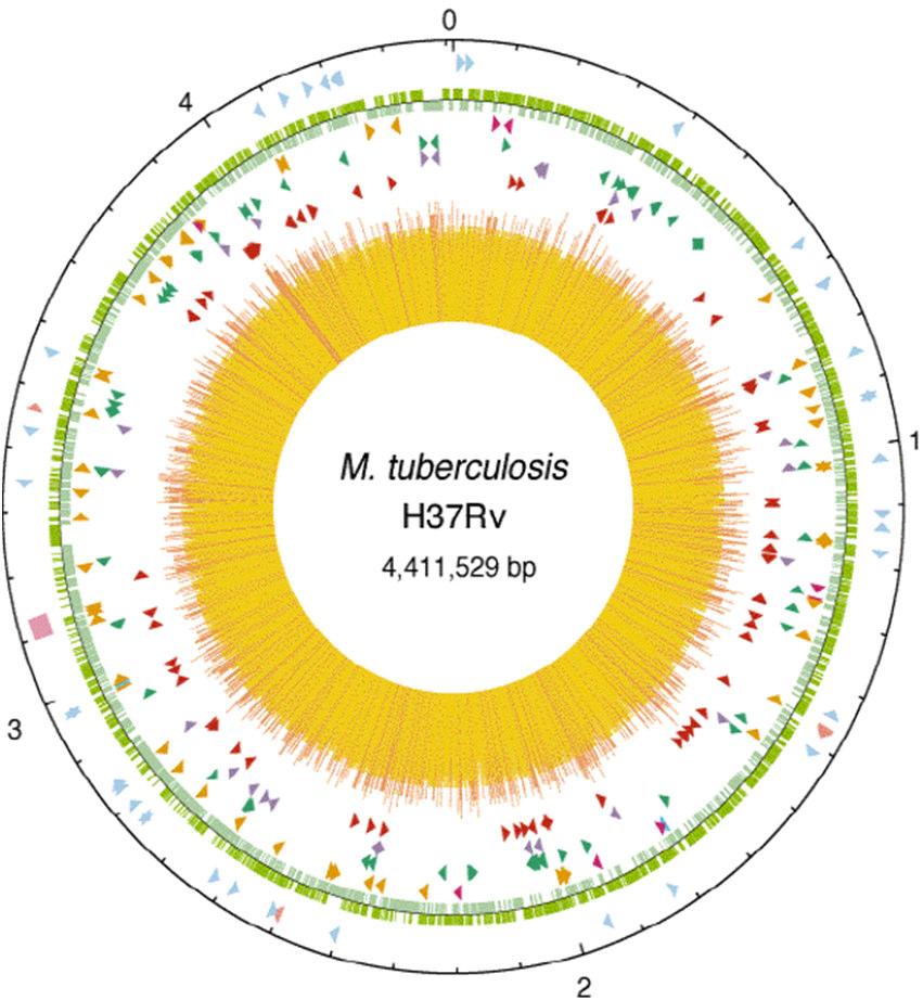 Características Genéticas de MTB 4,000 genes: 200 involucrados en la codificación de enzimas y proteínas de la familia PE y PEE.