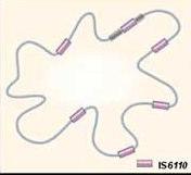 Genes que codifican para la proteína hsp65, proteína de fusión (126kD) y el gen de la subunidad-β de la polimerasa de ARN.