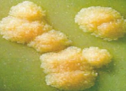 Crecimiento in vitro y Morfología Colonial en Cultivo Glicerol (estimula el crecimiento de