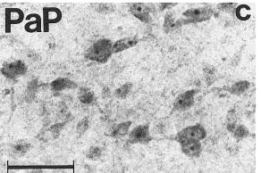 ΑΔΕΝΟΥΠΟΦΥΣΗ 50 µm