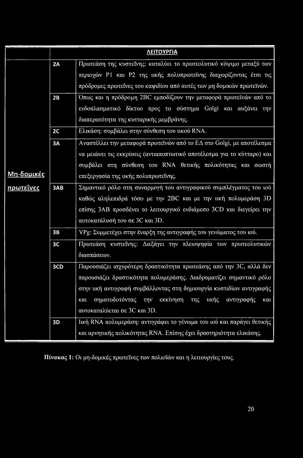 2C 3Α Ελικάση: συμβάλει στην σύνθεση του ιικού RNA.
