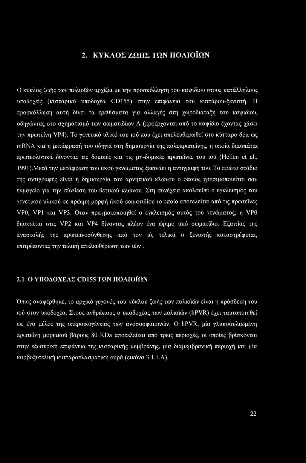 2. ΚΥΚΛΟΣ ΖΩΗΣ ΤΩΝ ΠΟΛΙΟΪΩΝ Ο κύκλος ζωής των πολιοϊών αρχίζει με την προσκόλληση του καψιδίου στους κατάλληλους υποδοχείς (κυτταρικό υποδοχέα CD 155) στην επιφάνεια του κυττάρου-ξενιστή.