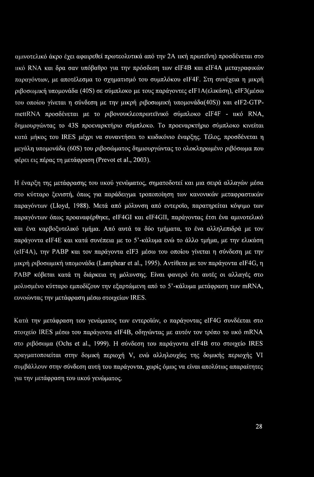 αμινοτελικό άκρο έχει αφαιρεθεί πρωτεολυτικά από την 2Α ιική πρωτεΐνη) προσδένεται στο ιικό RNA και δρα σαν υπόβαθρο για την πρόσδεση των eif4b και eif4a μεταγραφικών παραγόντων, με αποτέλεσμα το