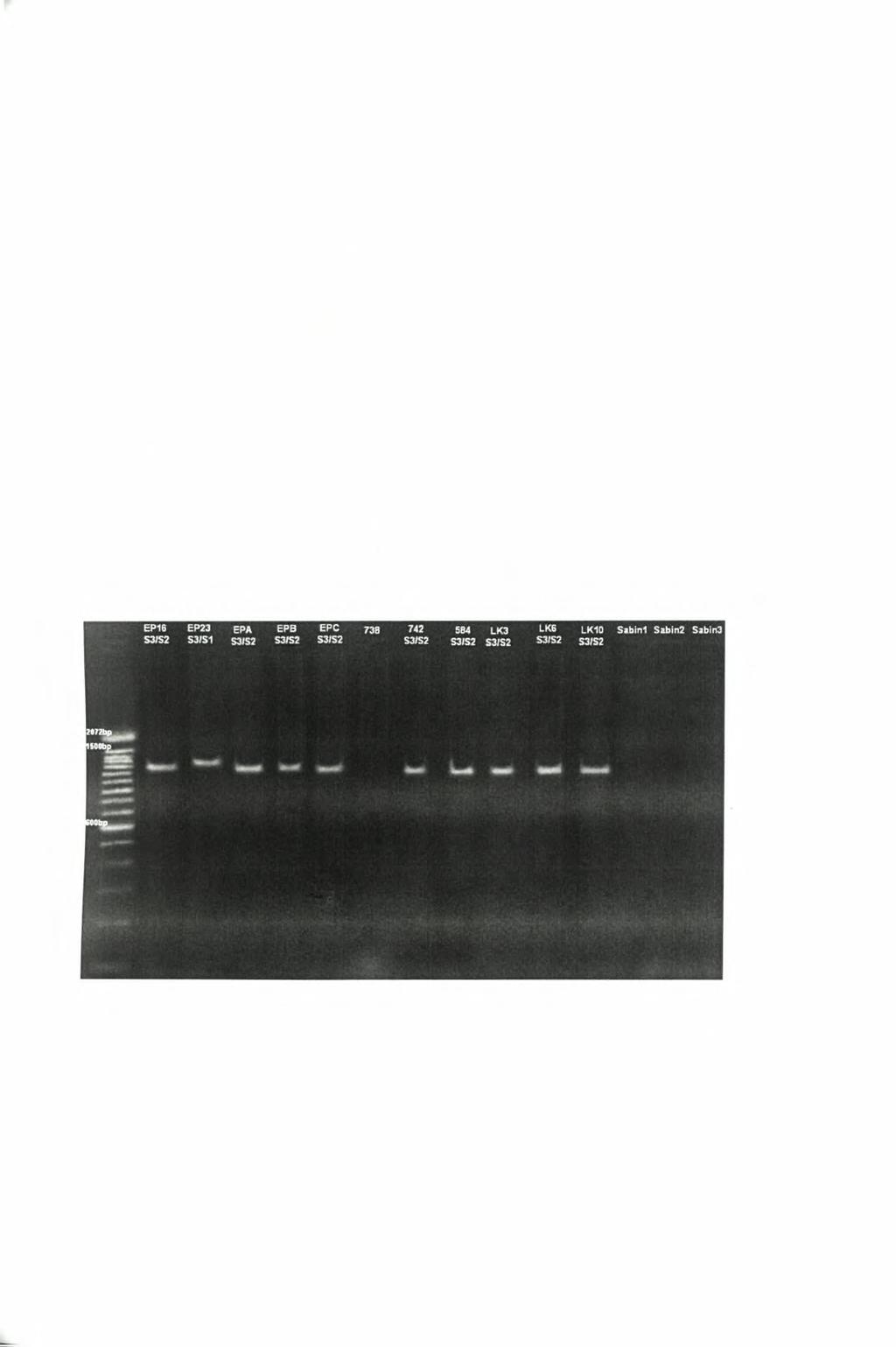 ΑΠΟΤΕΛΕΣΜΑΤΑ ΑΠΟΤΕΛΕΣΜΑΤΑ PCR Όπως ήδη αναφέρθηκε, για την ενίσχυση των ανασυνδυασμένων τμημάτων των 2C και 3D γενωμικών
