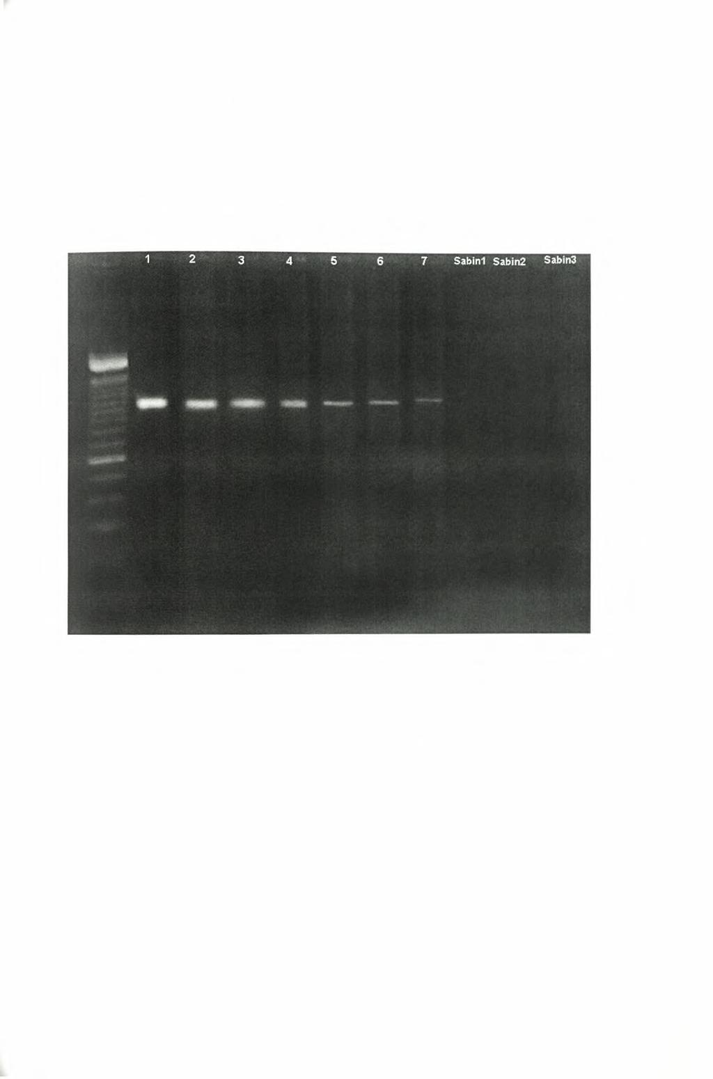 Ευαισθησία μεθόδου RT-PCR στην 2C περιοχή Lane