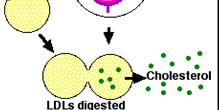 LDL RECEPTR Vezavna domena Za LDL (292 AK-ostankov) N-vezana oligosaharidna domena (350-400 AK-ostankov) -vezana oligosaharidna domena (58
