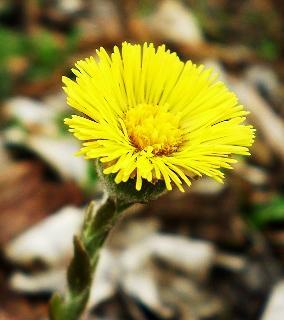 Jarné byliny pre zdravie Podbeľ liečivý Tussilago farfara L. Trvalka, 10-15cm vysoká so žltými úbormi kvetov a prízemnou ružicou srdcovito okrúhlych listov. Rastie na hlinitých a ílovitých pôdach.