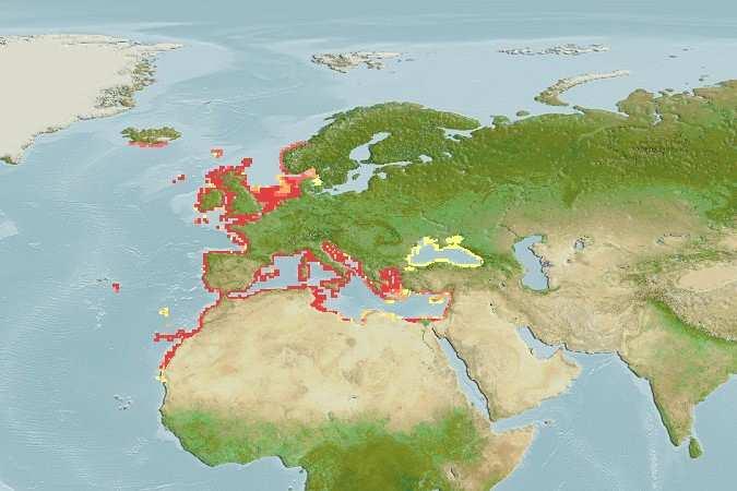 4 Σχήµα 1.1. Γεωγραφική κατανοµή του Liza aurata (Risso, 1810). Πηγή: www.aqua maps.org Το είδος έχει µεγάλη εµπορική αξία σε ορισµένες χώρες, ειδικά στις νότιες και ανατολικές περιοχές της Μεσογείου.
