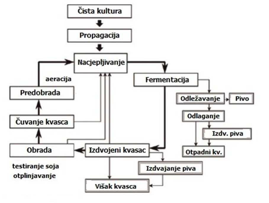 Održavanje i čuvanje anaerobno uzgojenog matičnog kvasca Za reciklaciju u proces vrenja, tj.