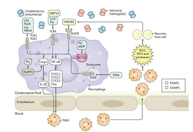 Aλληλεπίδραση βακτηρίων με τα κύτταρα του ανοσιακού συστήματος στο ΕΝΥ Αναγνώριση pathogen-associated molecular patterns (PAMPS) από μια σειρά υποδοχέων φυσικής ανοσίας (Toll-like receptors, TLRs)