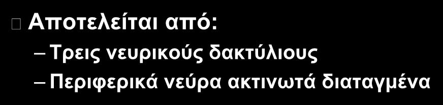 Νευρικό σύστημα Αποτελείται από: Τρεις