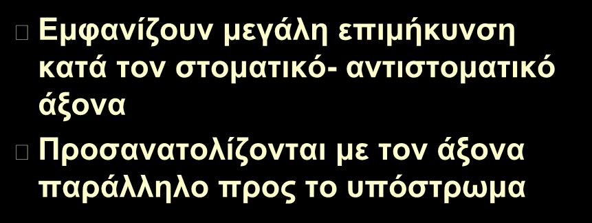 Εμφανίζουν μεγάλη επιμήκυνση κατά τον στοματικό- αντιστοματικό