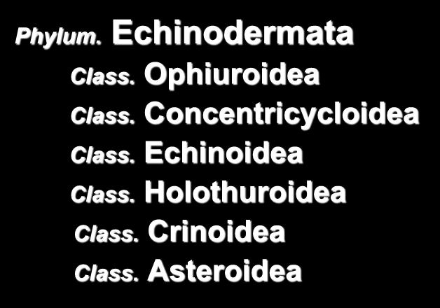 Ταξινόμιση Εχινοδέρμων Phylum. Echinodermata Class. Ophiuroidea Class.
