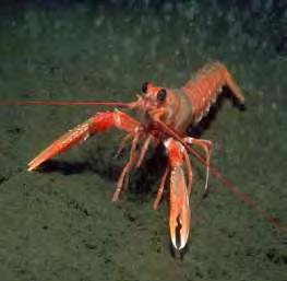 1 1. ΕΙΣΑΓΩΓΗ 1.1. Βιολογία της καραβίδας Nephrops norvegicus Η καραβίδα Nephrops norvegicus, Linnaeus 1758 (Εικ. 1.1) είναι ένα δεκάποδο καρκινοειδές της