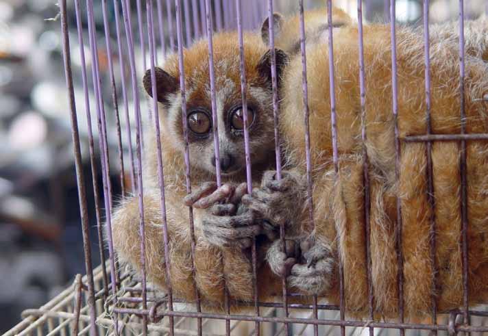 موضوع الغالف 6 مشاكل ناشئة تهدد بيئة العالم الليمور البطيء loris) (slow حيوان ليلي يعيشش في جنوب ششرق ا س يا.